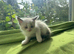 Ragdoll Sweet Kittens + chip, health card, food