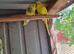 Parrots for sale