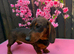 1 female teckel puppy for sale