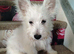 Westie puppies available for new family home