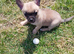 Small chihuahua boy