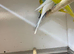 Various Budgies for sale