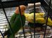 Baby caique