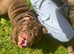 Bulldog