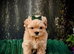 exquisite Asian Maltipoo Puppies