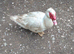 Muscovy Drakes