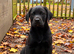 Lab cross pups for new home