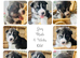 7 chunky husky puppies