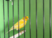 canaries
