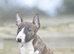 Stunning miniature english bull terrier puppies