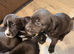 Labrador x pups