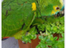 Wanted for loving family amazon or African grey.