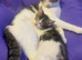 3 beautiful kittens ready now