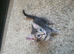 Grey Savannah cross female kitten. West Wimbledon area. &pound;300