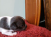 KC Chihuahua puppys