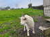 Pygmy doe, potentially pregnant
