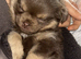 Beautiful stunning chocolate pomchi