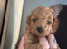 Maltipoo pups stunning colours ready to go