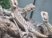 Baby bearded dragons