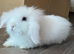 Teddywidder bunnies 11 weeks old