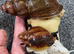Breeding pairs Archachatina Rhodostoma