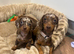 Miniature dachshund puppies