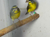 Green Singers