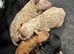 GORGEOUS TOY POODLES PUPPIES!