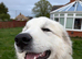 Pyrenees mountain dog girl for sale
