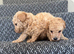 2 pups