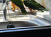 2 male Black headed caique