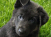 Blue and tan german shepherd puppies