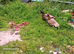 Male karki cross ducks for sale
