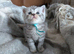 Full British shorthairs READY NOW!