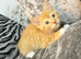 Ready to leave! BRITISH SHORTHAIR X KITTENS