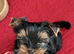 Beautiful, True Quality boy Available now
