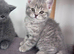 British Shorthair x Scottish Shorthair Kitten