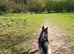 5 Year Old Female German Shepard