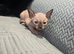 TICA & HEALTH TESTED SPHYNX KITTENS