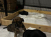 French bull dog x springer spaniel puppies
