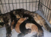 6 beaututiful kittens.