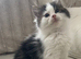 Tan/Black/White Maine Coon xRagdoll Boy
