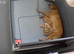 Kc reg pedigree fox red Labs the last 3 females for sale