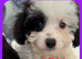 CAVAPOO'S