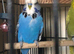 Tame exhibition budgies