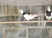 Iranian pigeons