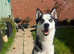 Beautiful Siberian huskys only 5 left be fast