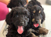 Frankie black tan and black girls and boys ready now