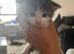 Kittens for sale