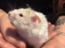 Male Syrian hamsters